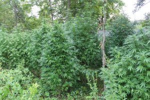chesterville grow 3 (2)